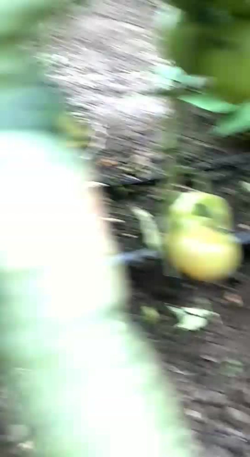 柿子