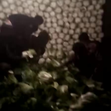 蔬菜大量出货中