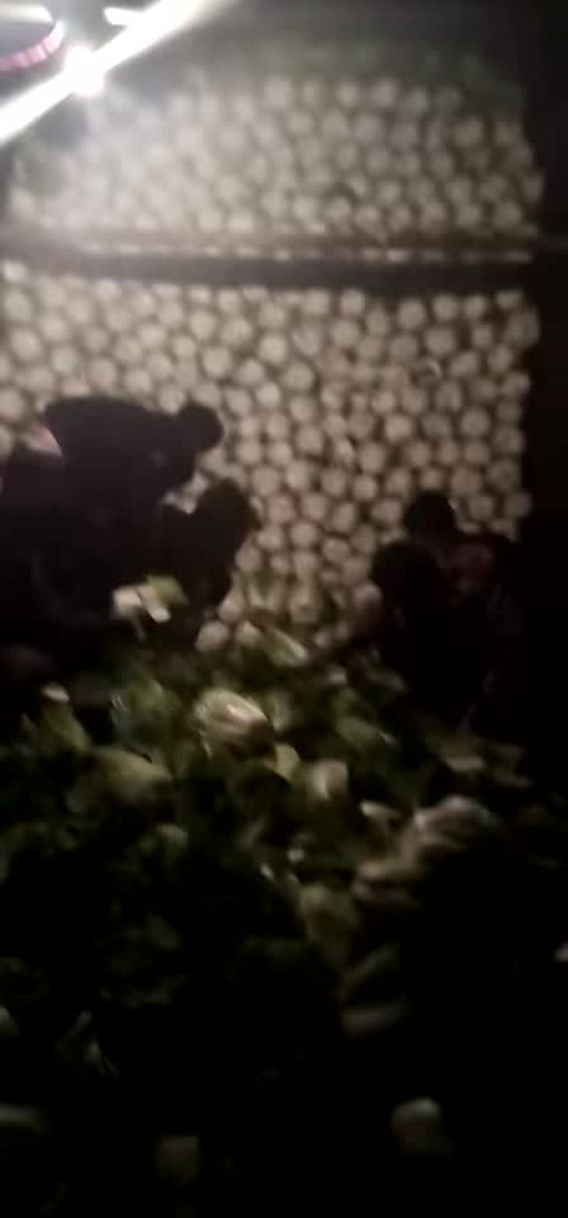 蔬菜大量出货中
