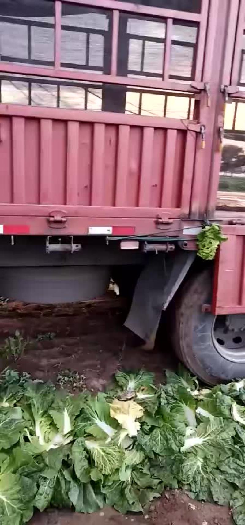 蔬菜大量出货中
