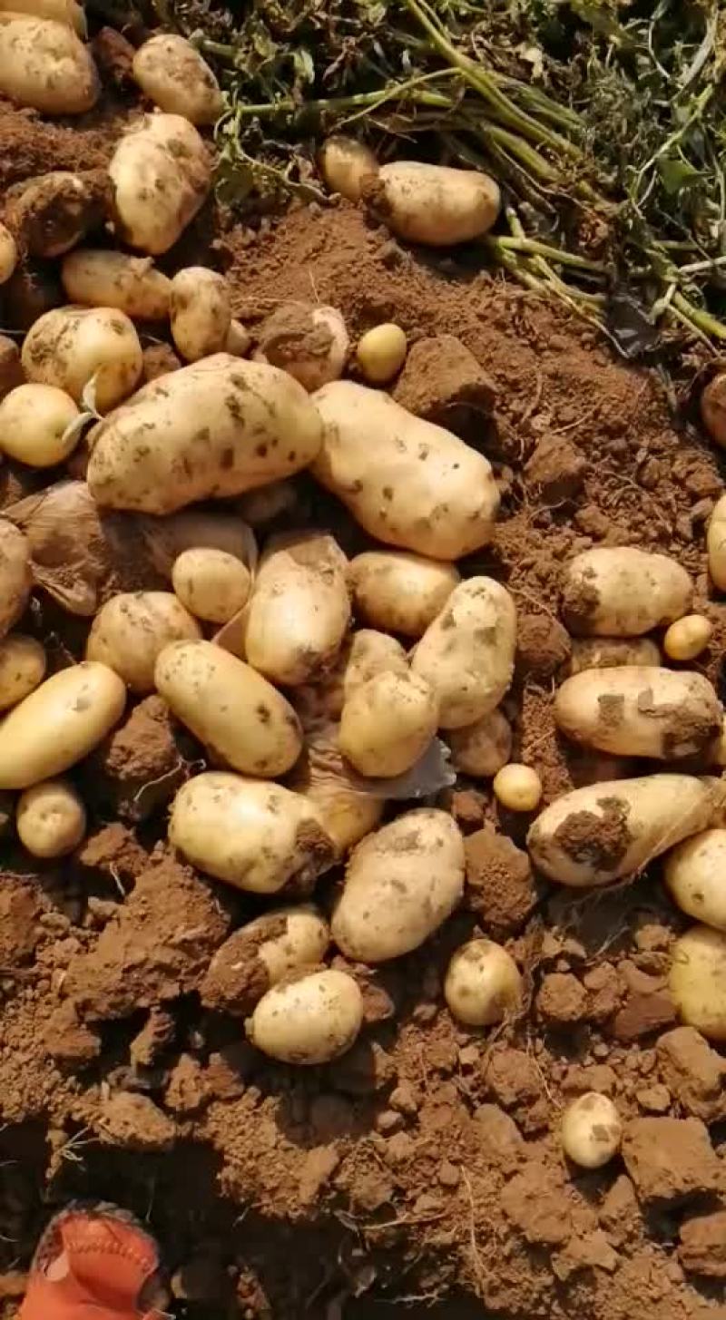 蔬菜大量出货中