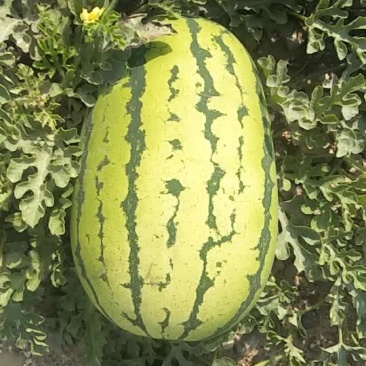 中卫硒砂瓜