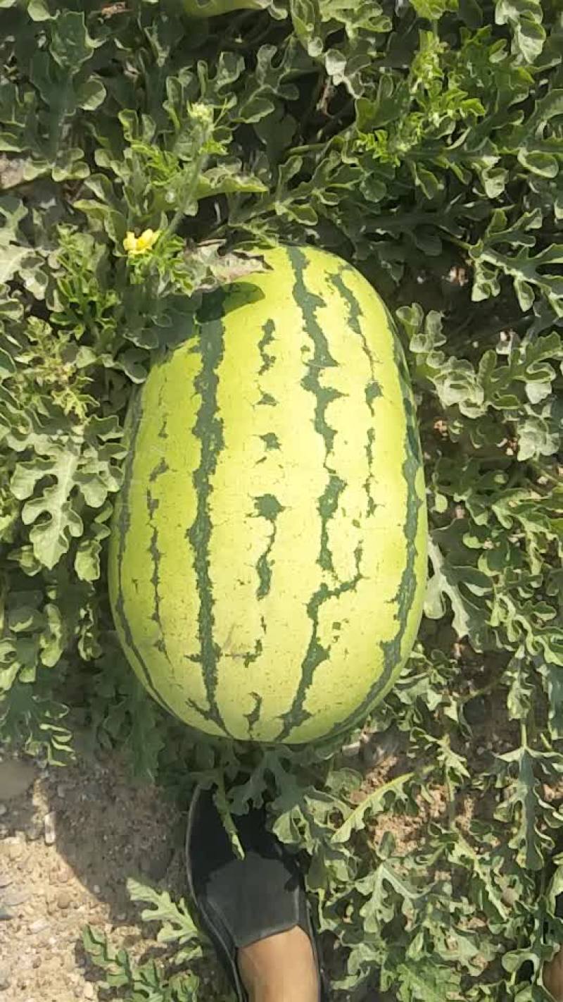 中卫硒砂瓜