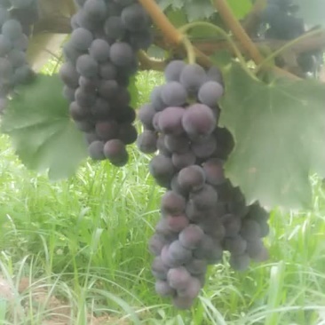 兴花王上市葡萄甜价格美丽