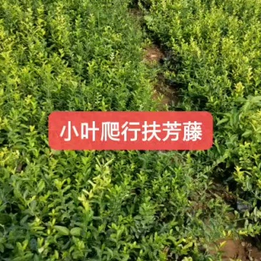 小叶爬行扶芳藤