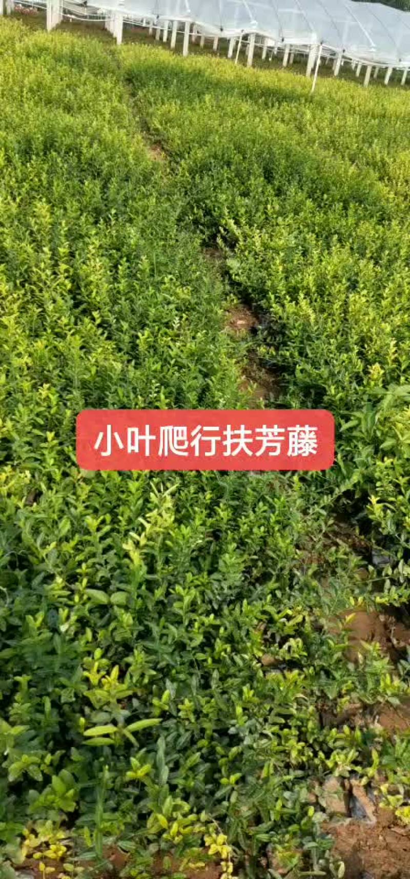小叶爬行扶芳藤
