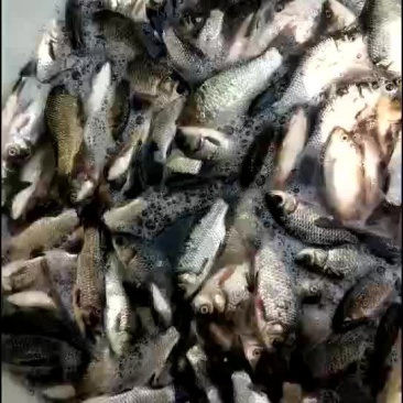 鲫鱼
