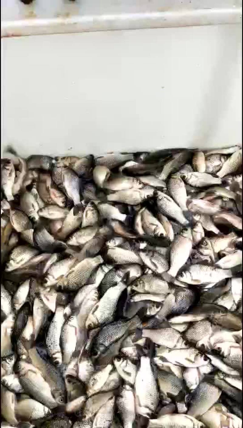 鲫鱼