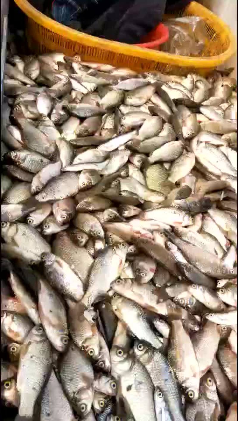 鲫鱼