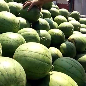 特小凤西瓜