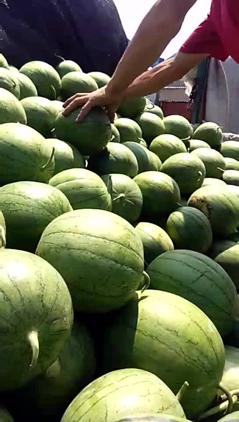 特小凤西瓜