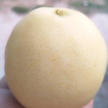 黄金梨，白色，口感好，水分足，含糖量14