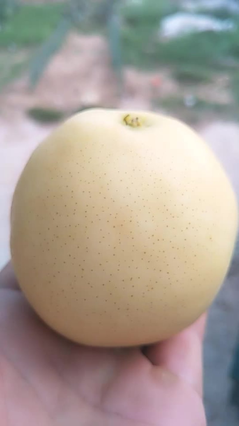 黄金梨，白色，口感好，水分足，含糖量14
