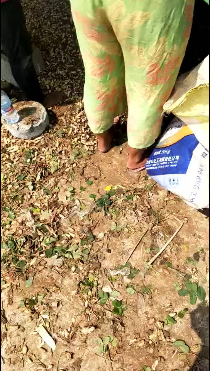 鲜花生！四粒红！两仁白仔