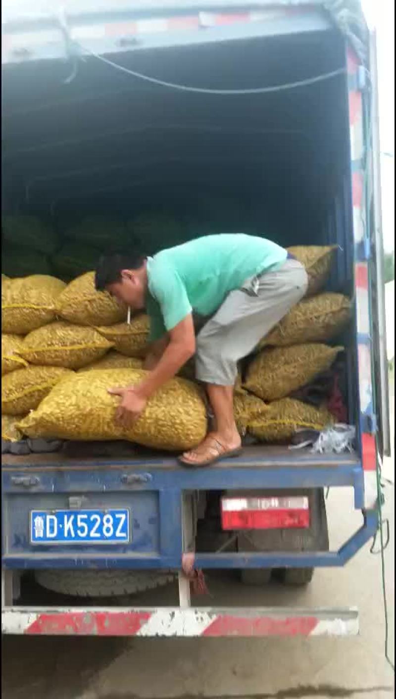 鲜花生！四粒红！两仁白仔