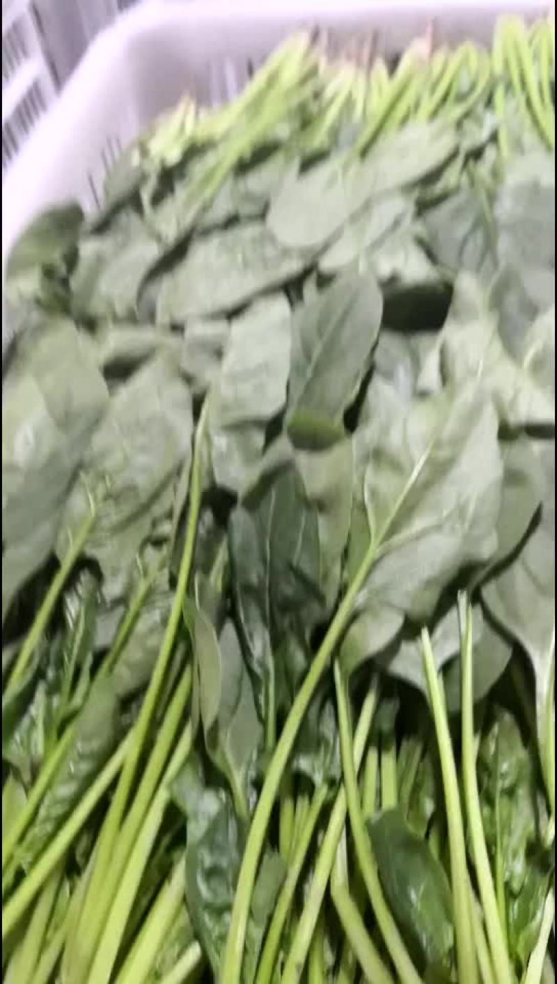 菠菜