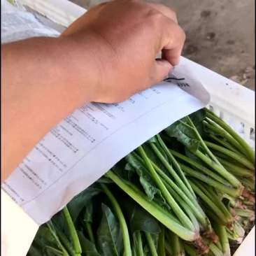 菠菜