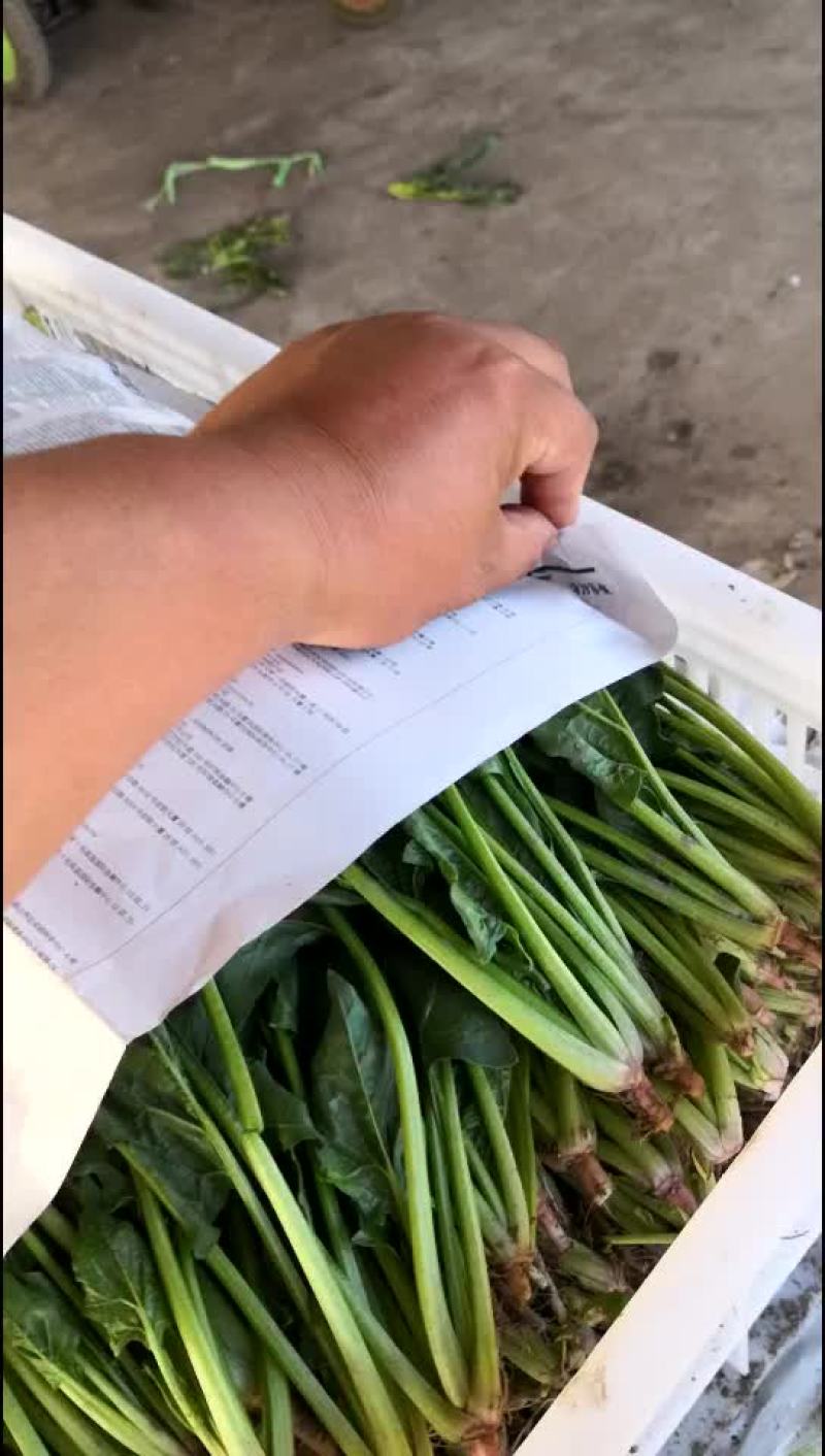 菠菜