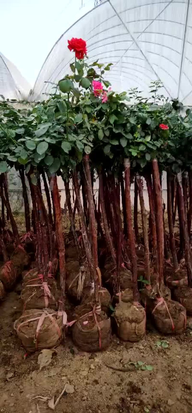 各种规格树桩月季出售