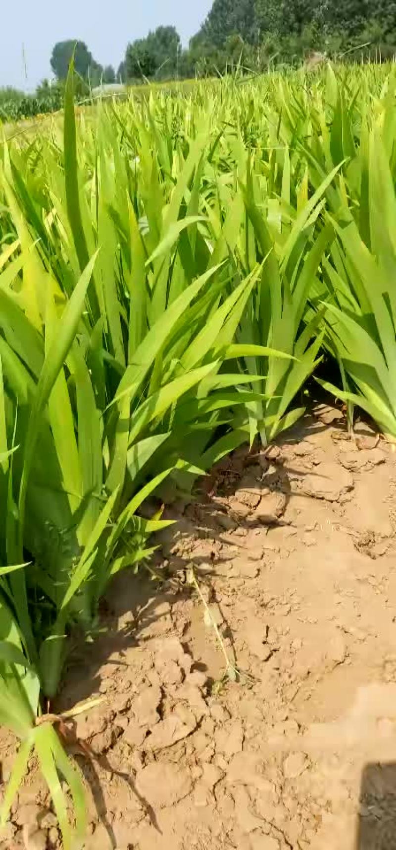 鸢尾