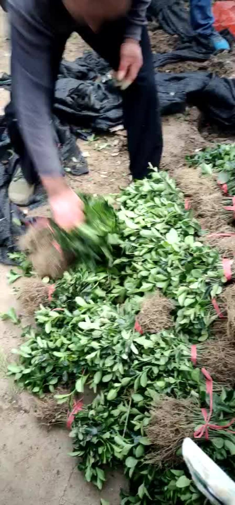 东青苗