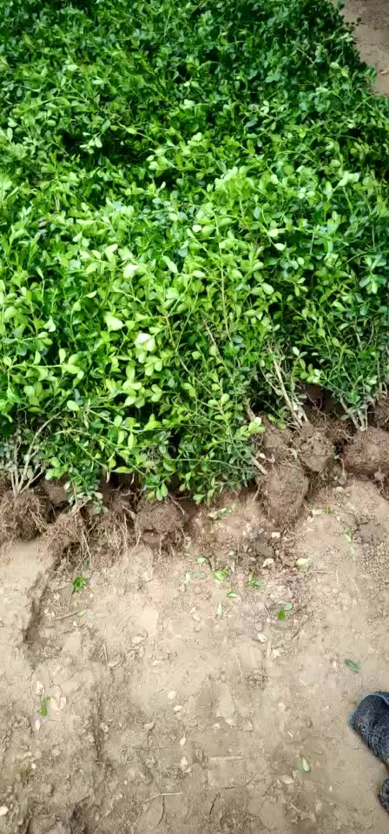 瓜子黄杨