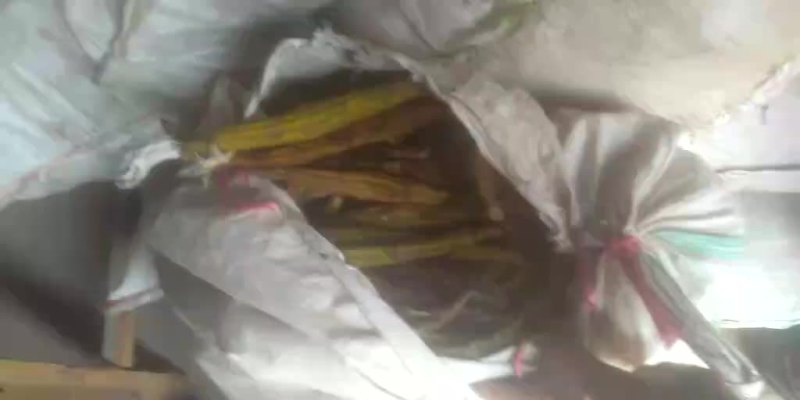 老深山野山鼓吹石斛
