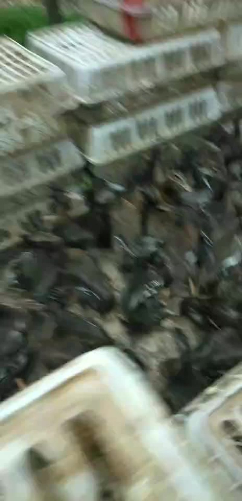 野鸭