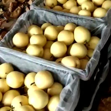 皇冠梨落价了，