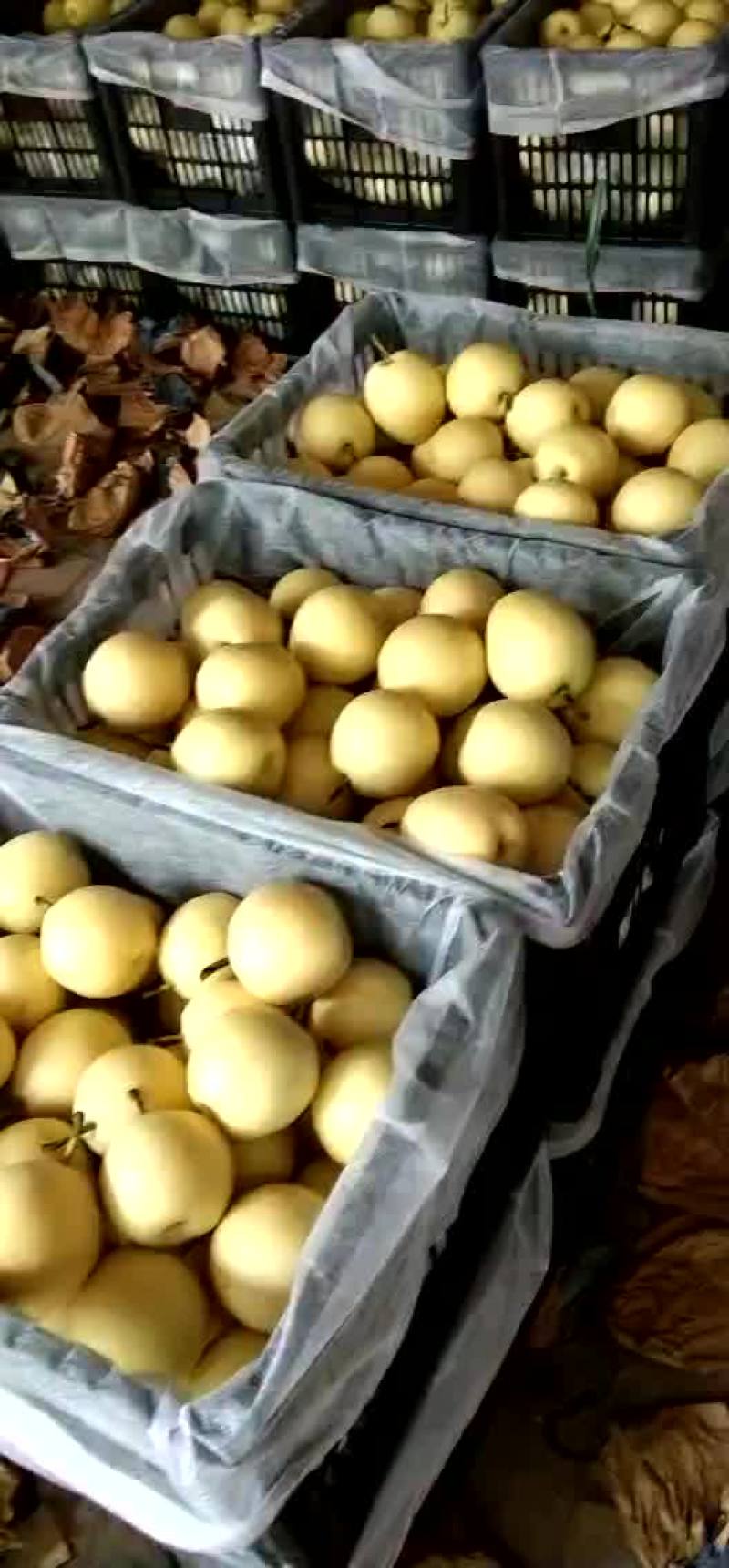 皇冠梨落价了，