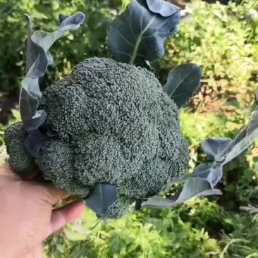 精品西蓝花，出口，专业