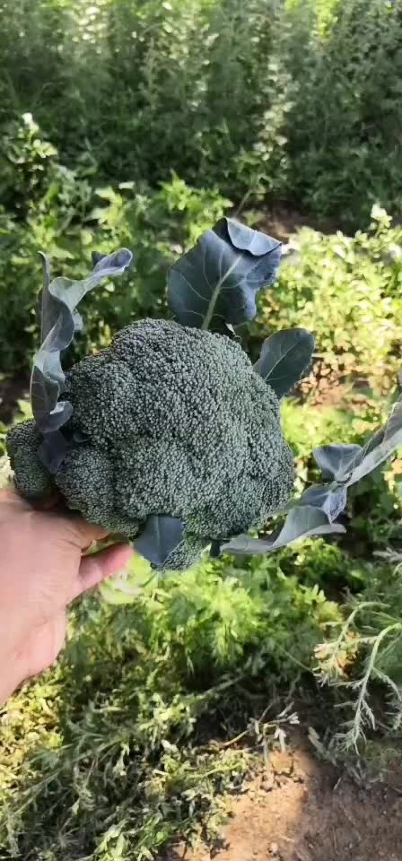 精品西蓝花，出口，专业