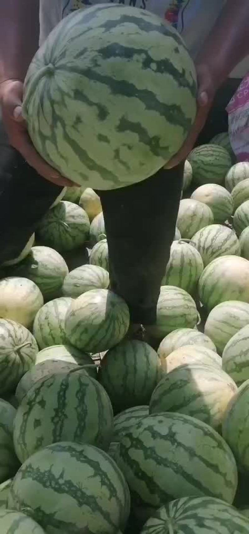 湖北钟祥官庄湖农场西瓜大量上市