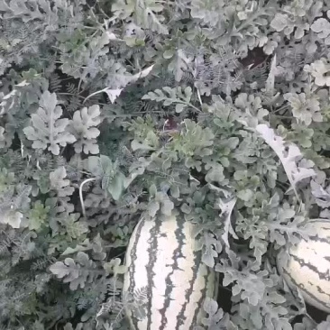 沙漠一号西瓜个大口感好数量大陆地现货