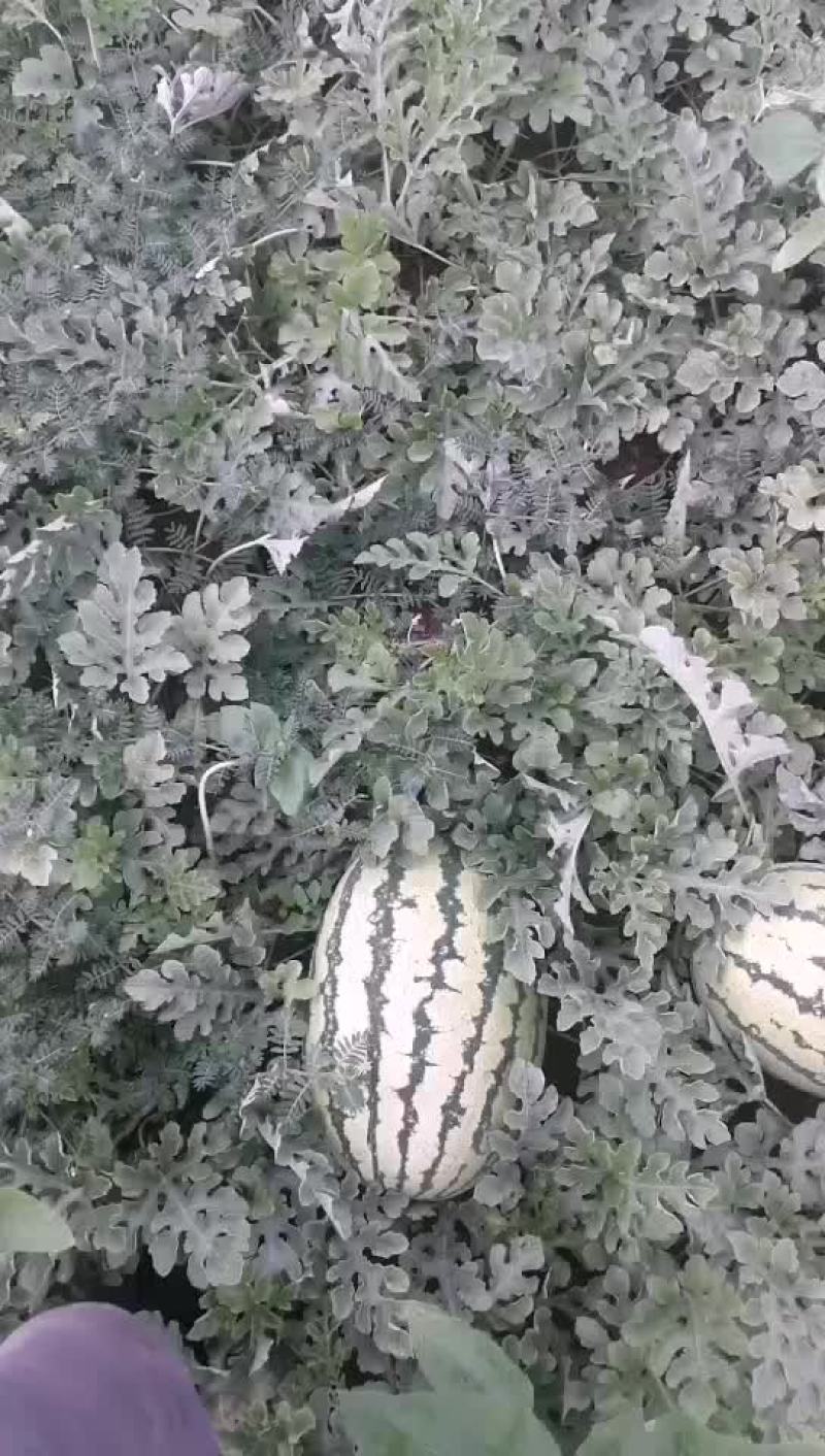沙漠一号西瓜个大口感好数量大陆地现货