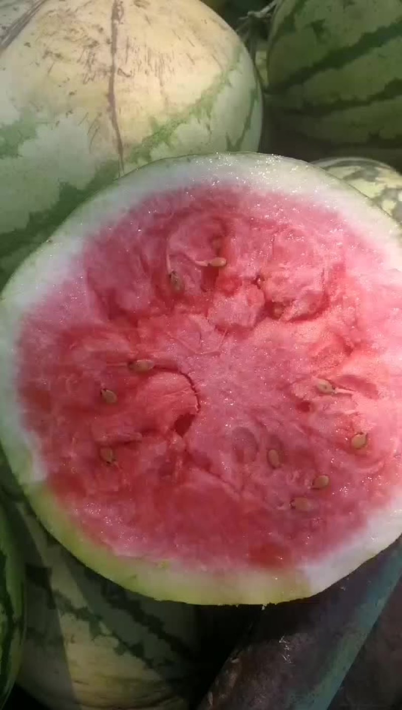 沙漠一号西瓜个大口感好数量大陆地现货