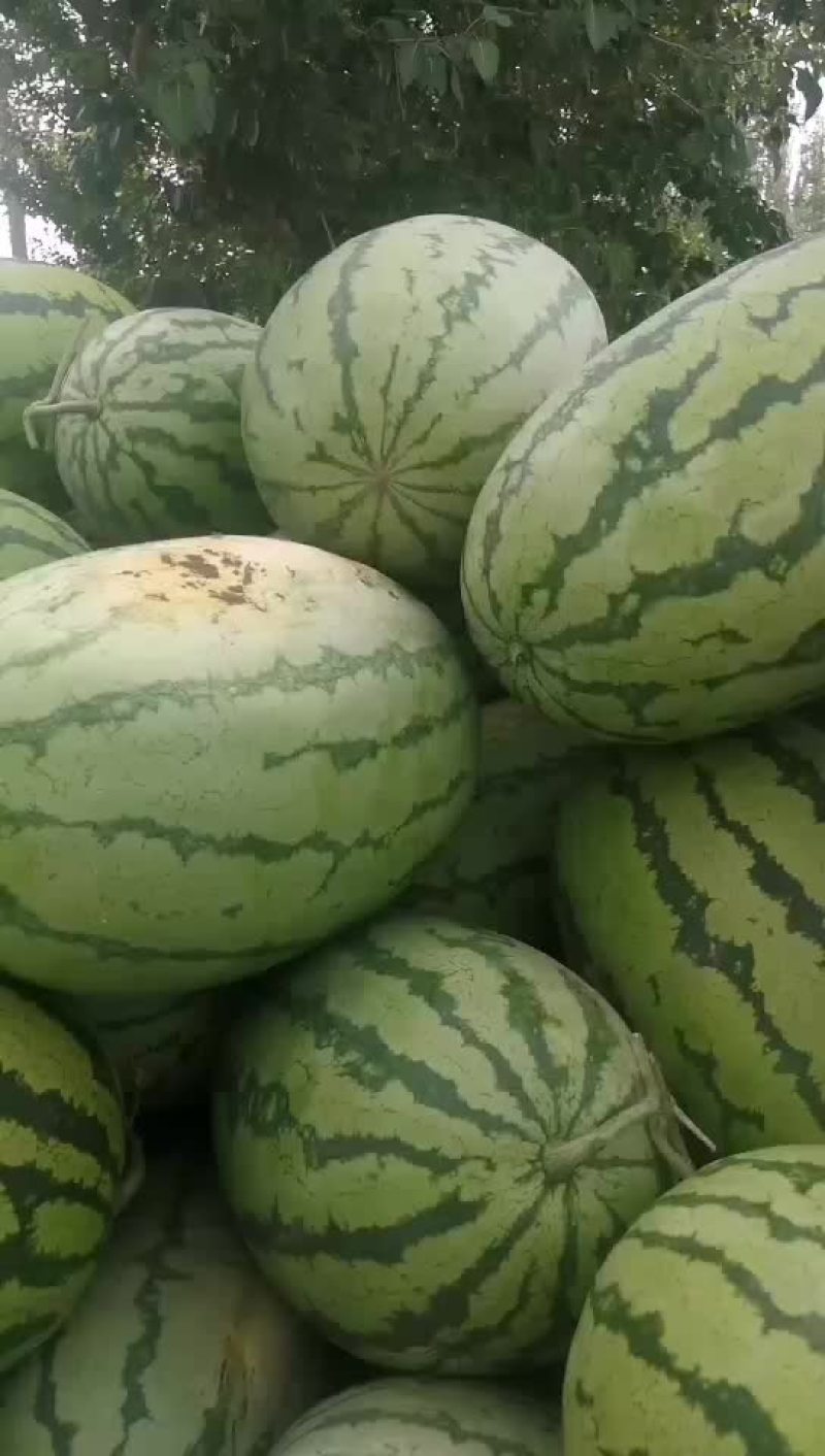 沙漠一号西瓜个大口感好数量大陆地现货