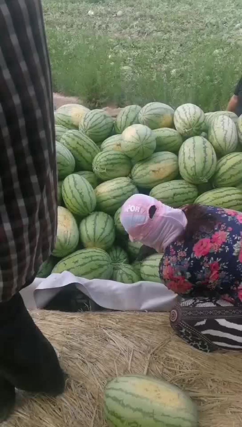 沙漠一号西瓜个大口感好数量大陆地现货
