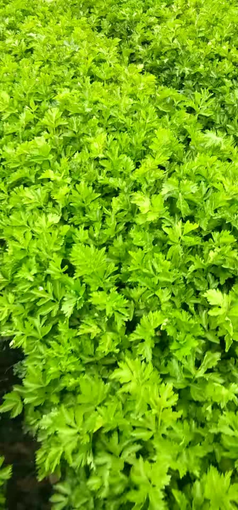 芹菜大量上市