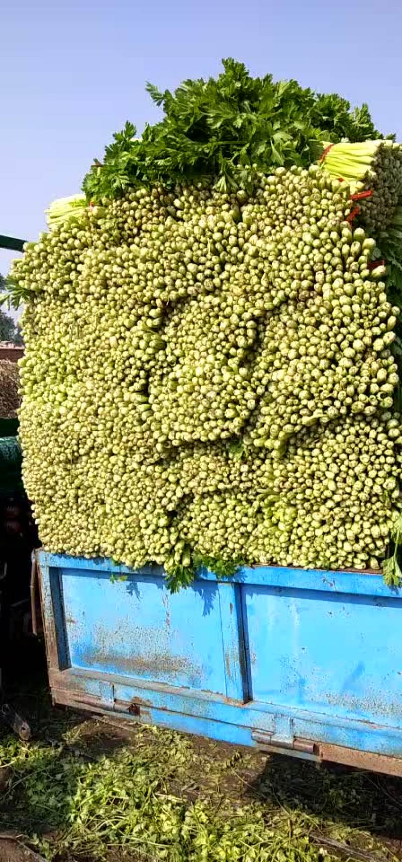 芹菜大量上市