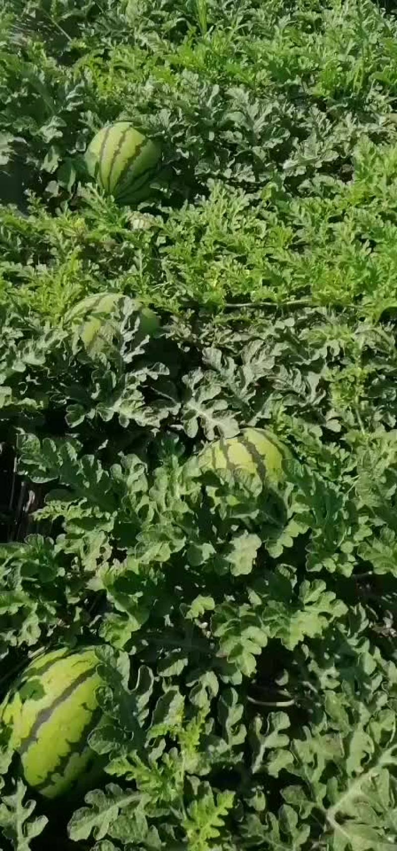 上千亩地甜王西瓜，已经成熟。口感好，保质保量。