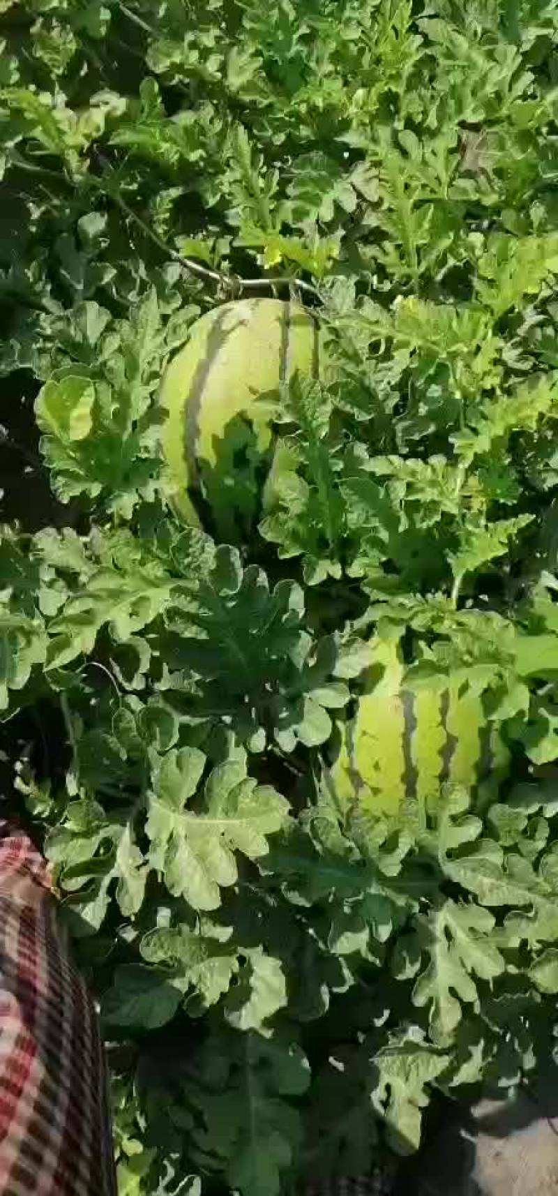 上千亩地甜王西瓜，已经成熟。口感好，保质保量。