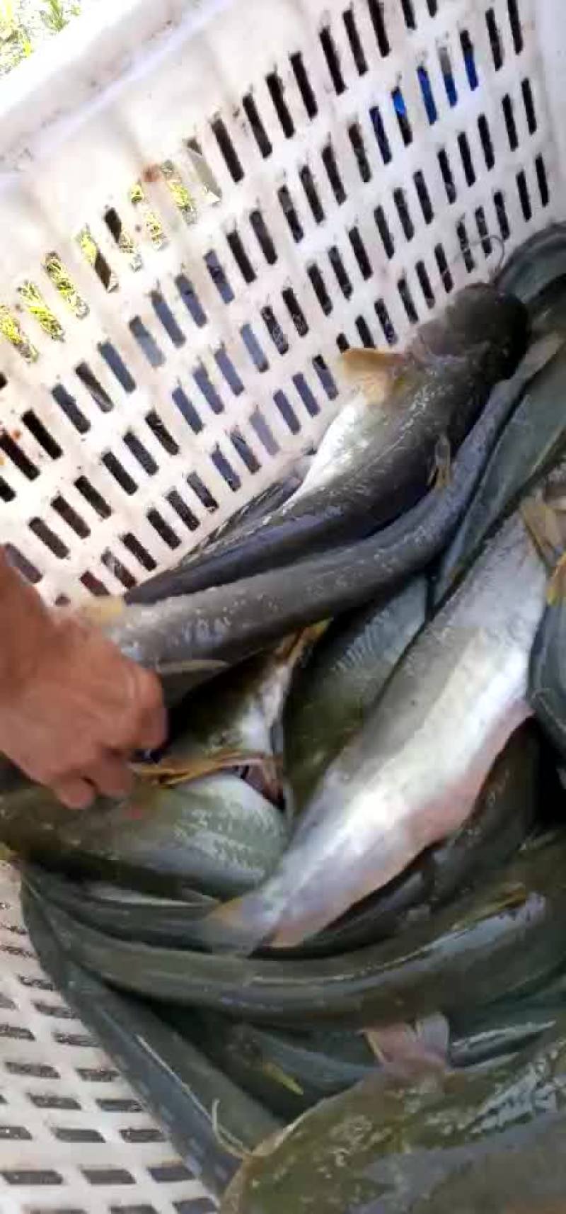 鲶鱼