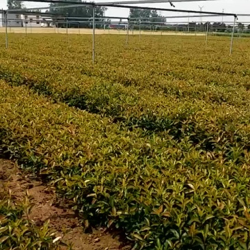 百万红叶石楠
