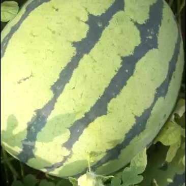 西瓜