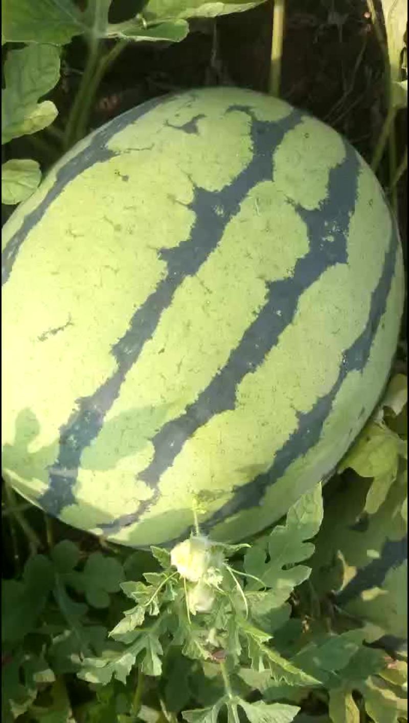 西瓜