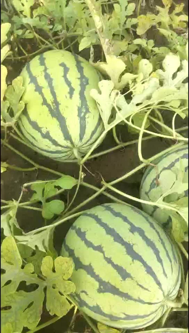 西瓜