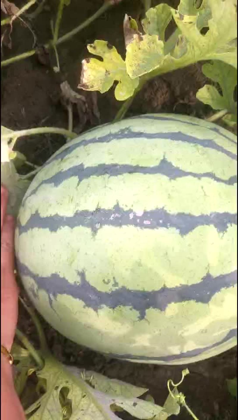 西瓜