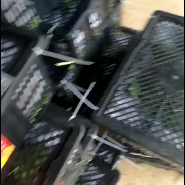 紫色无花果