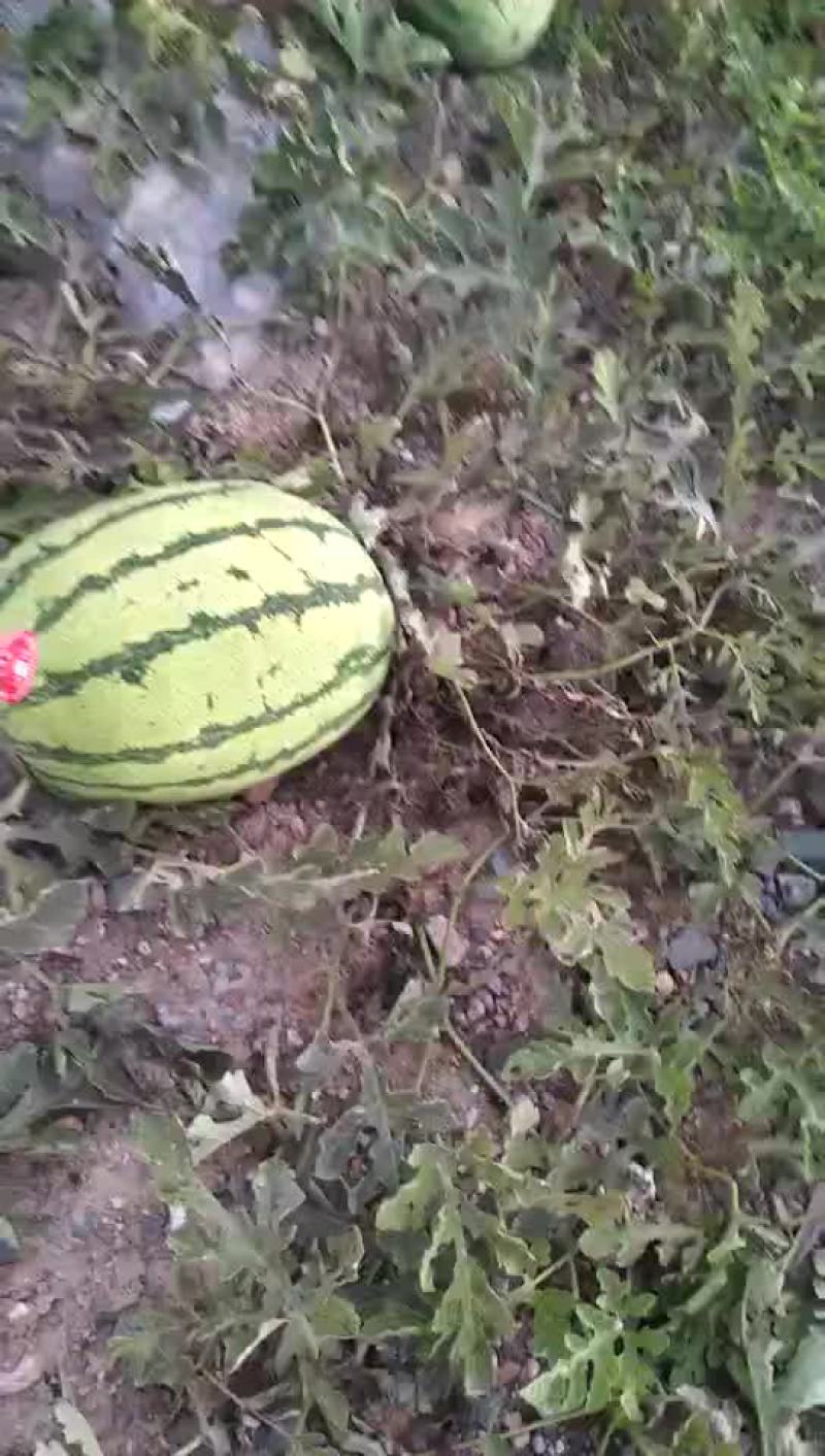 宁夏，硒砂瓜